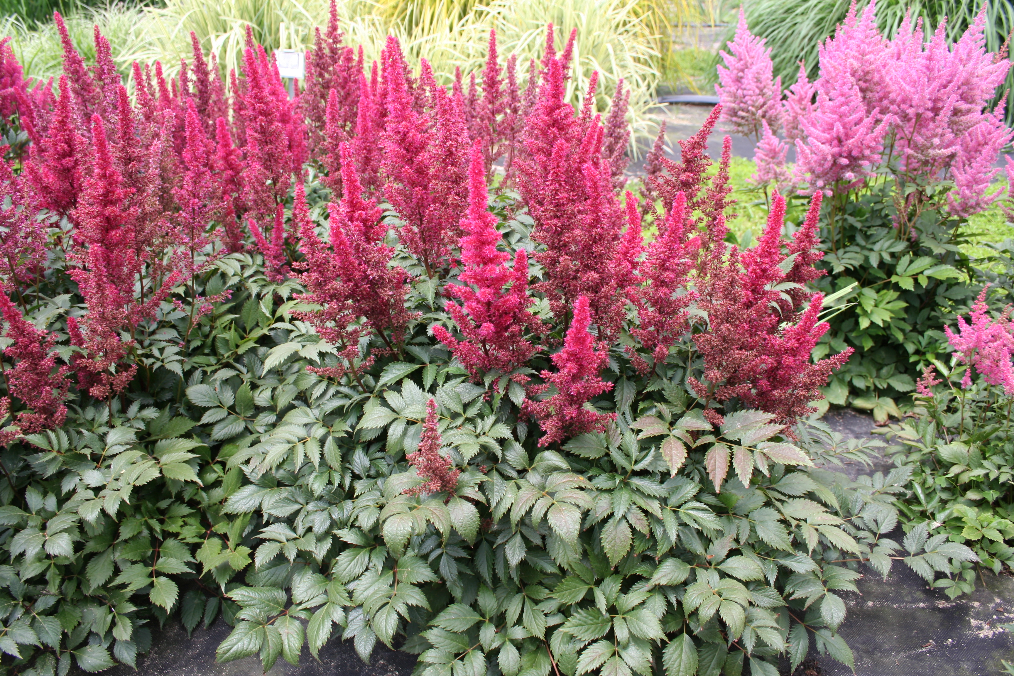 Astilbe chinensis 'Vision in Red'